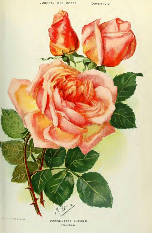 Viscountess Enfield