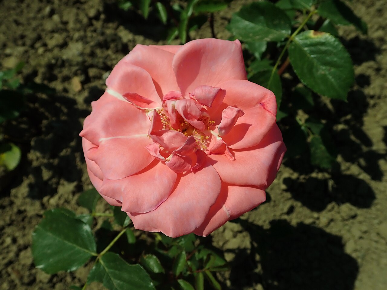 Arosia