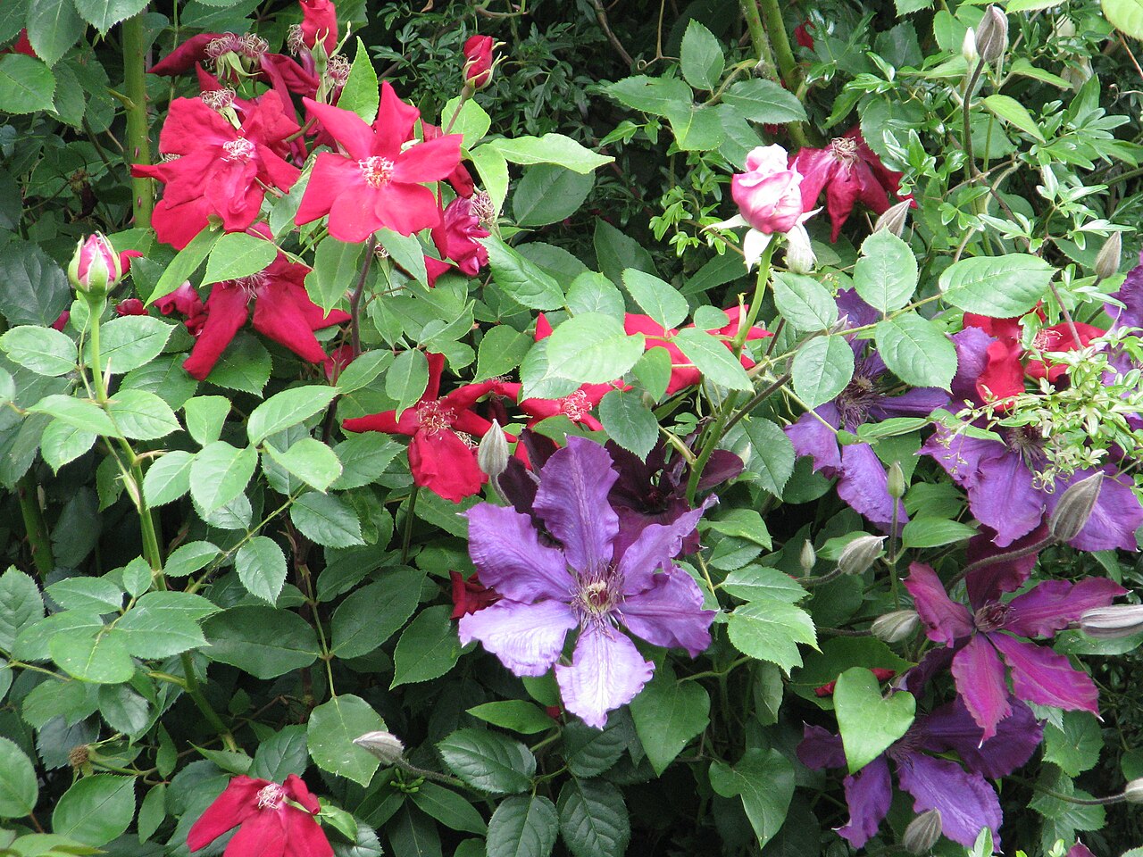Rosa chinensis sanguinea