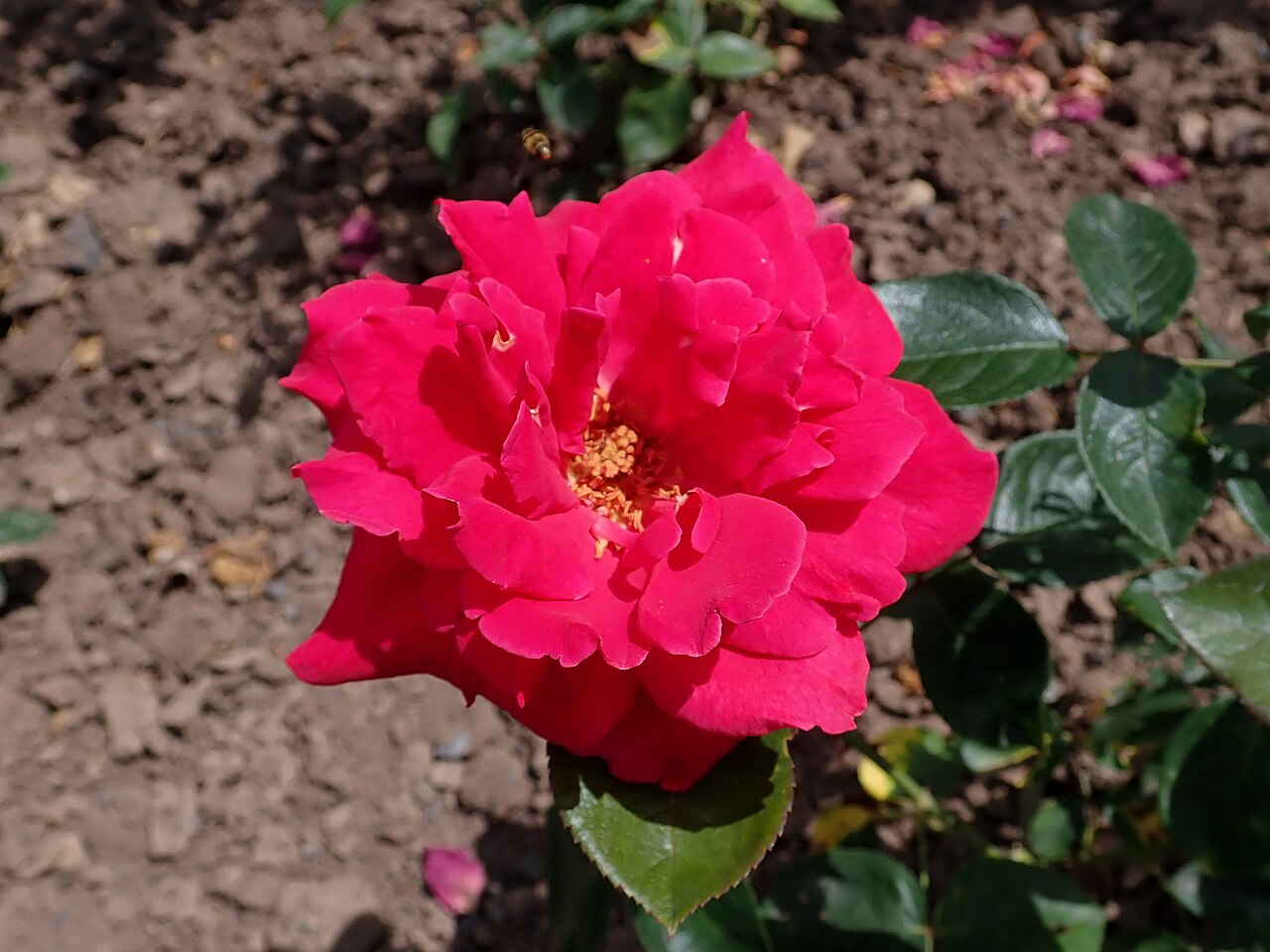 Aïda