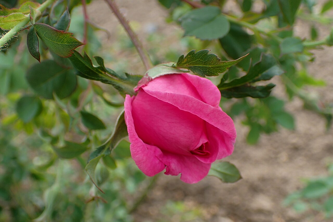 Cerise Bouquet
