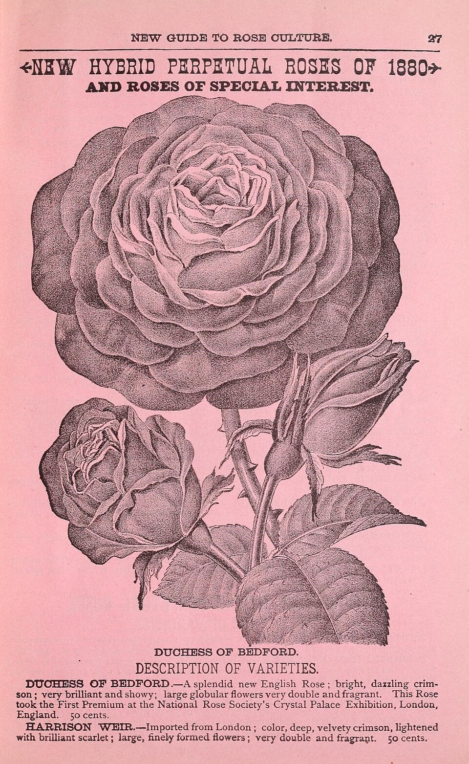 Duchess of Bedford