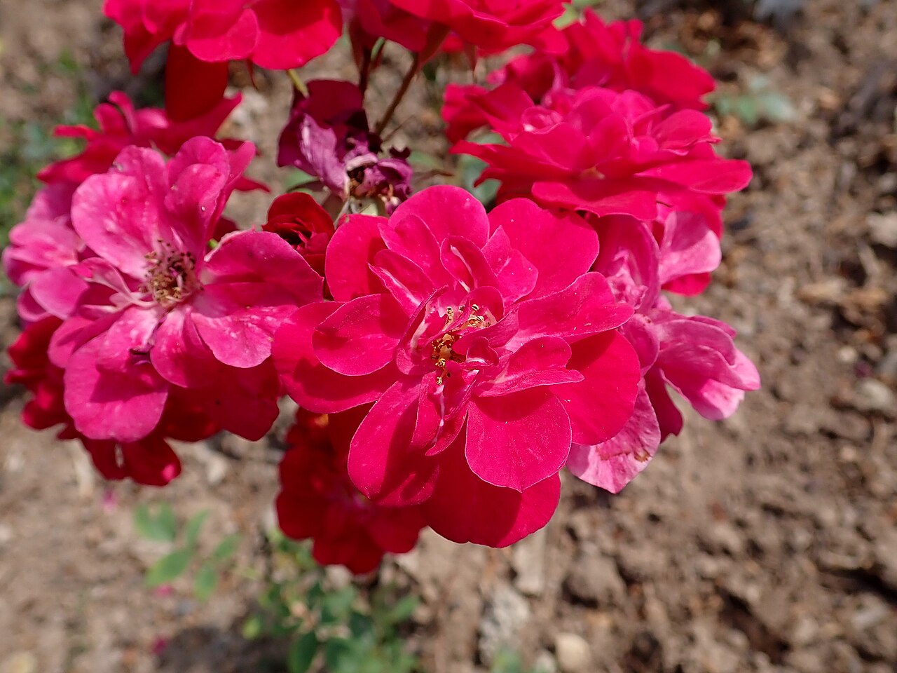 Scarlet Gem