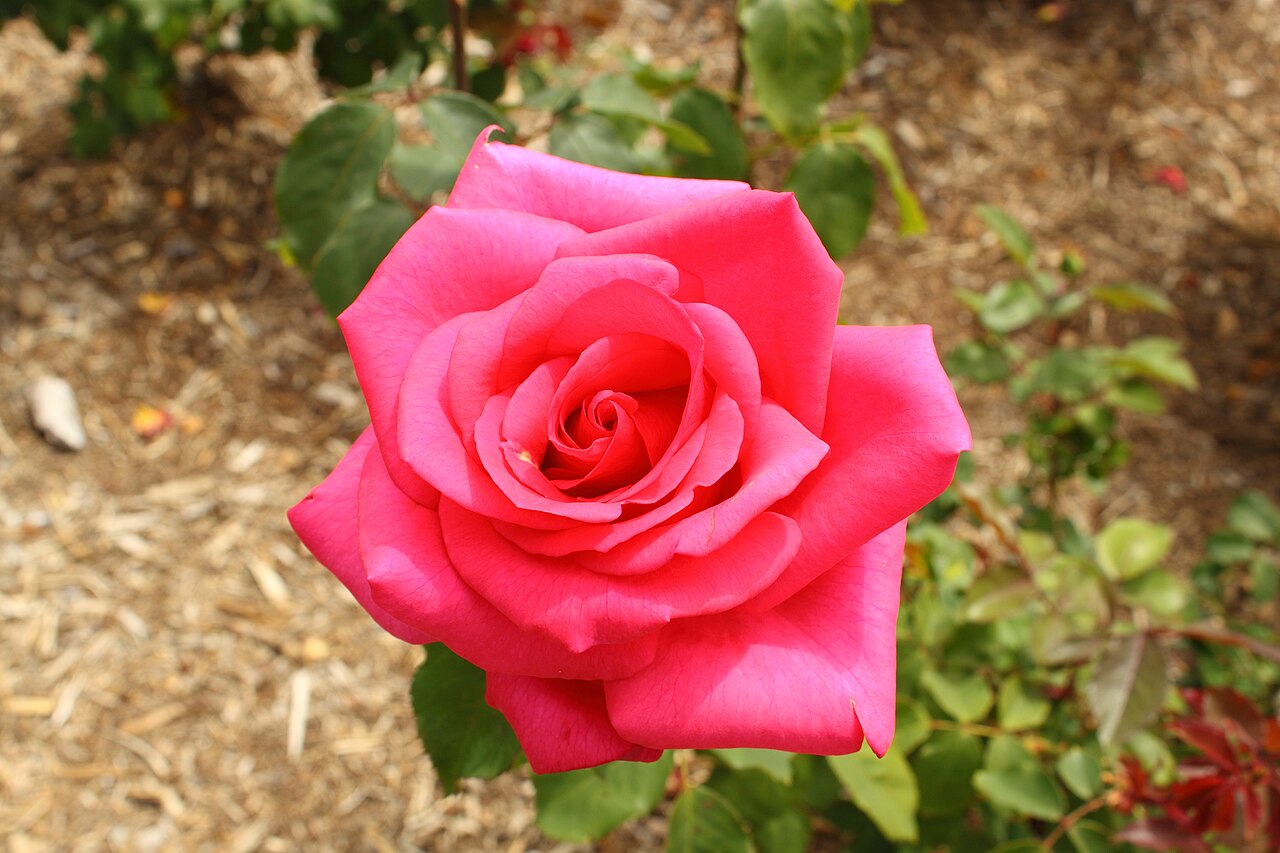 Prima Donna