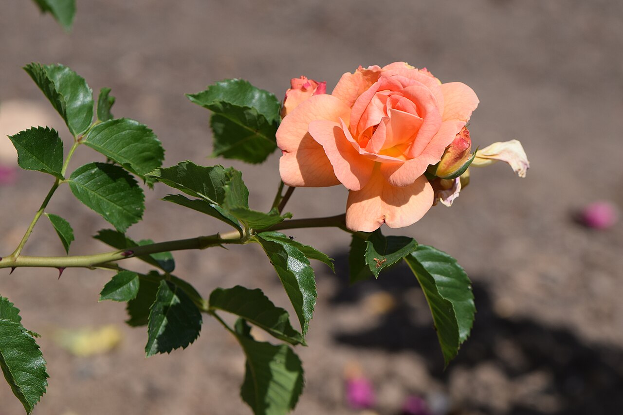 Erzgebirgsrose