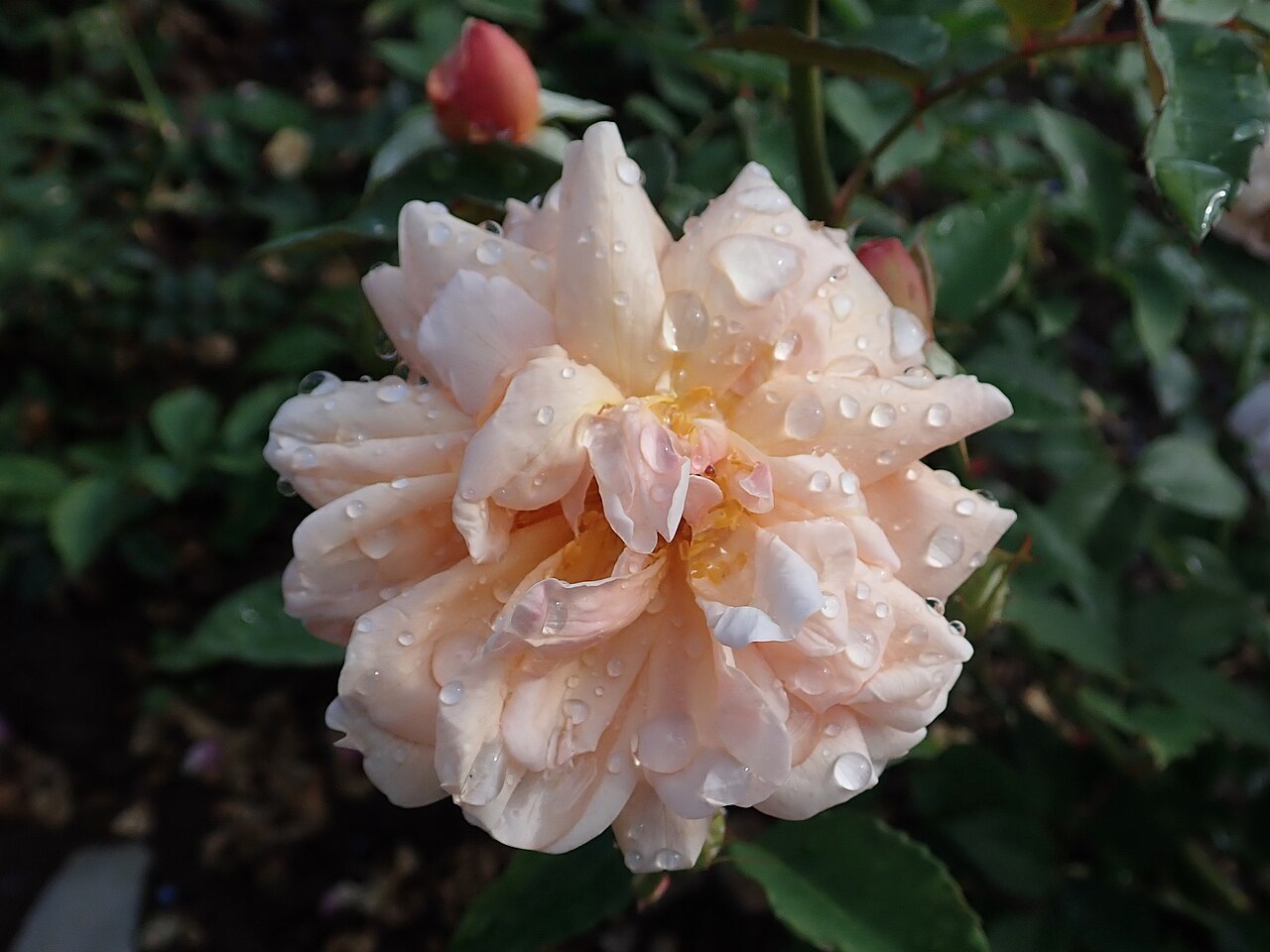 Arethusa