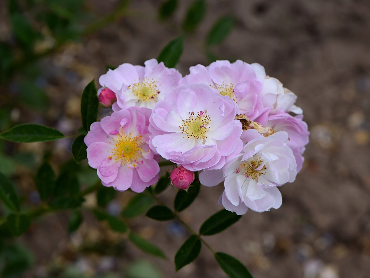 Geheimrat Dr. Mittweg
