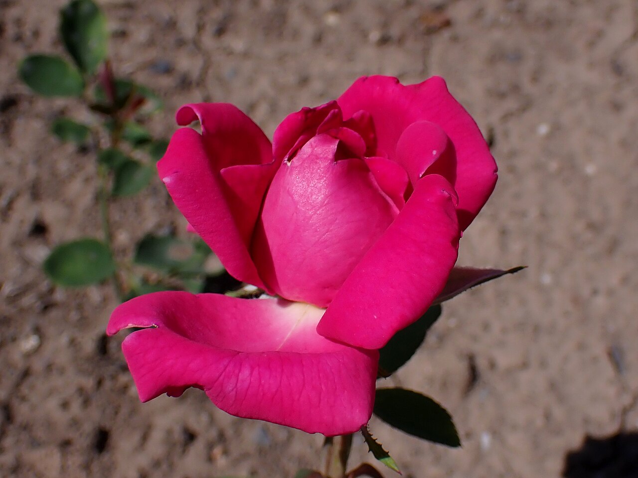 J.S. Baar