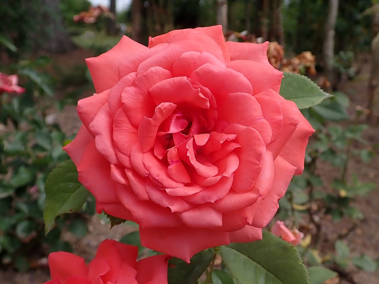 Jolie Madame