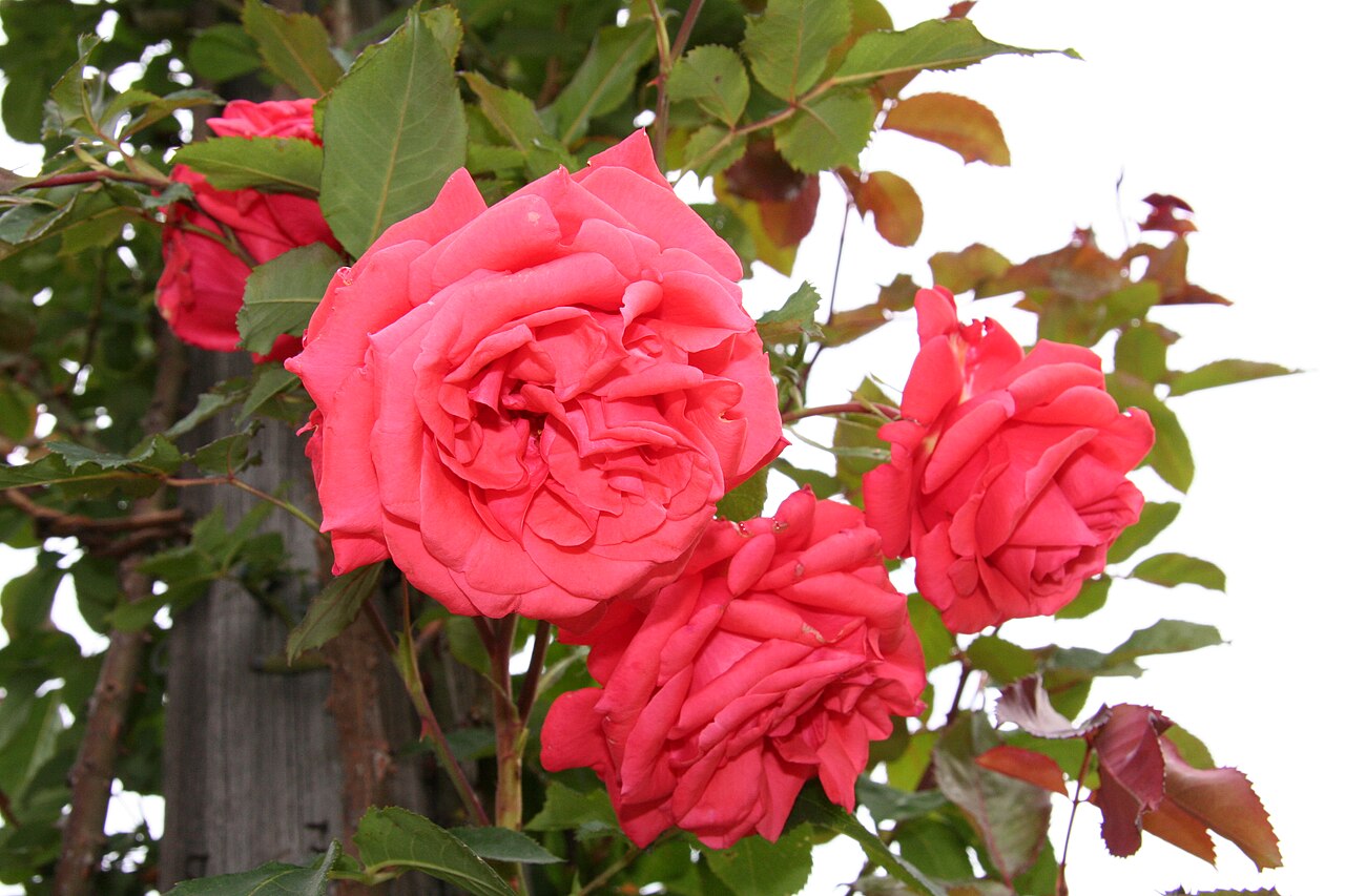 Lady Rose Clg