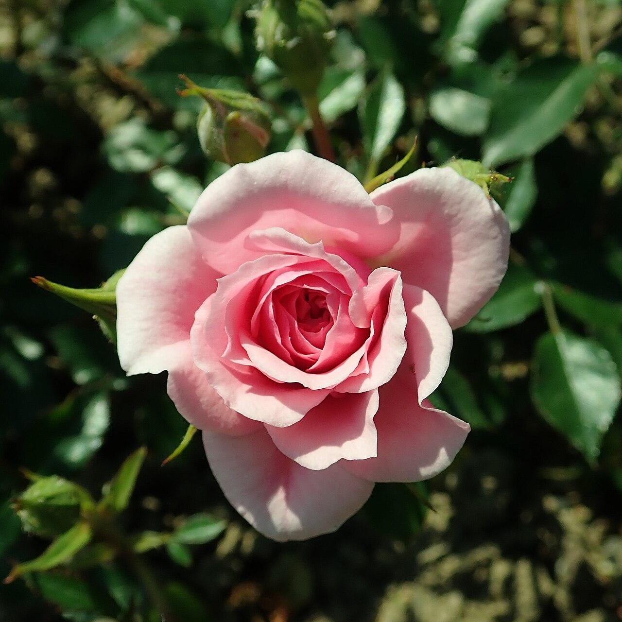 Babyflor