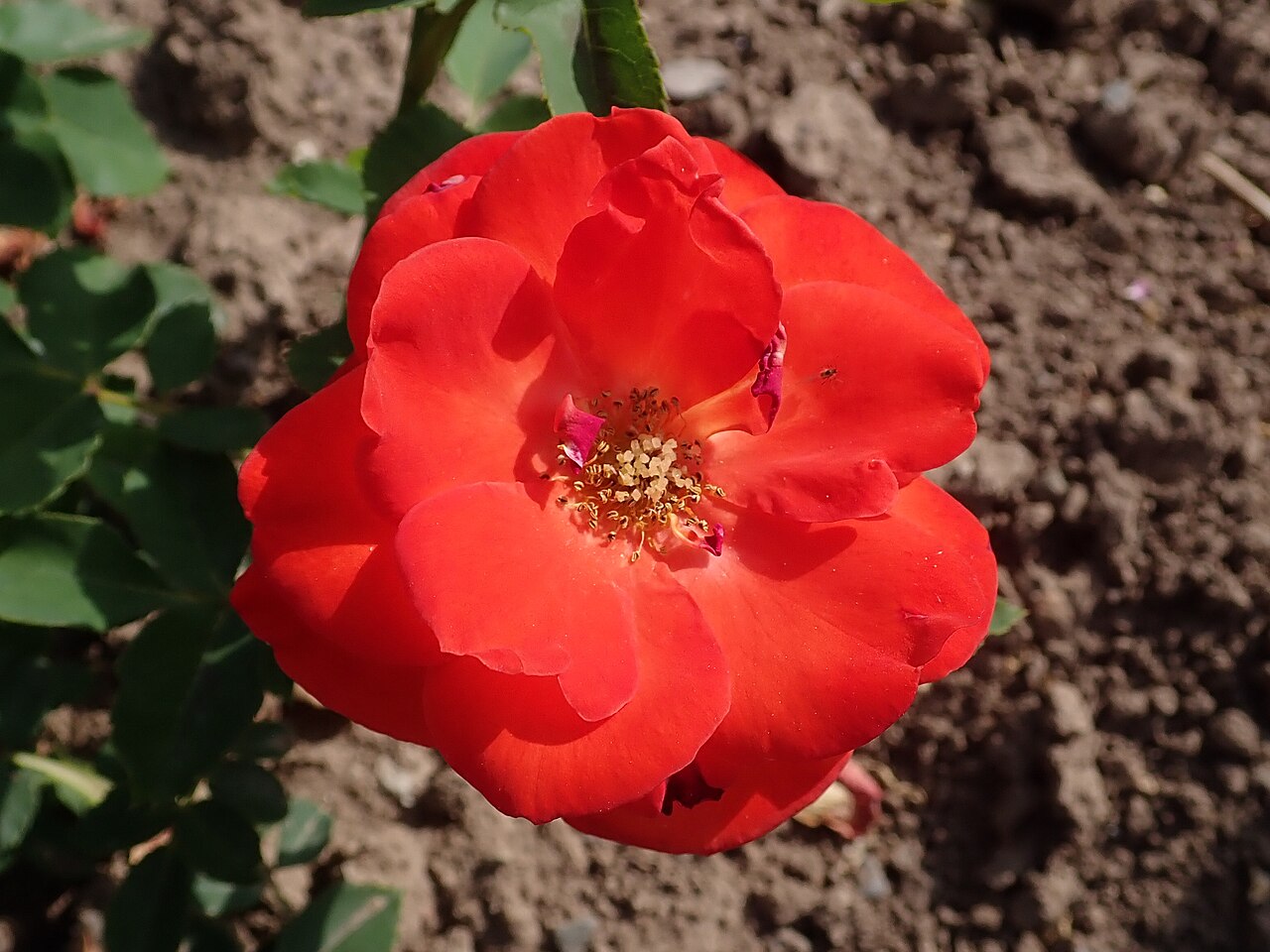 Orange Sensation