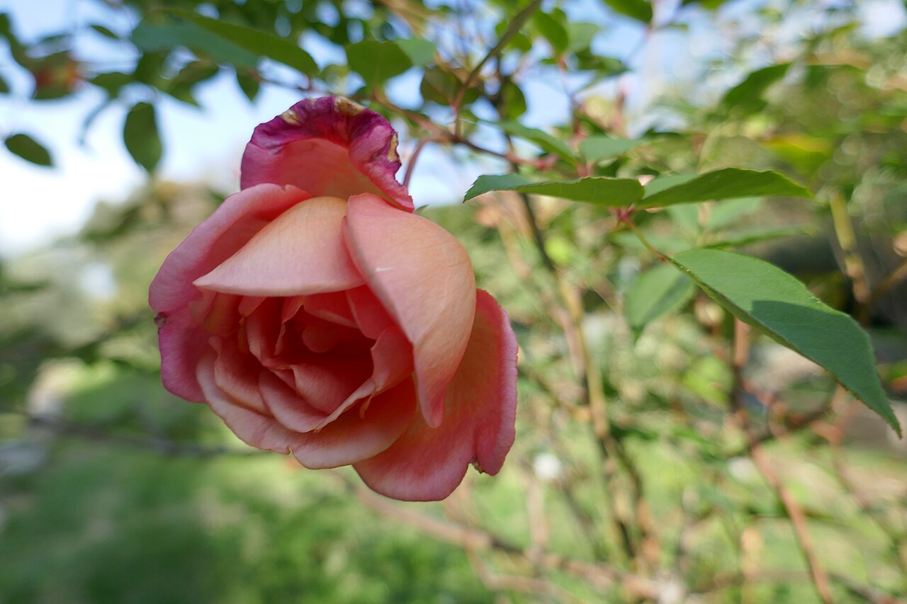 Comtesse du Cayla