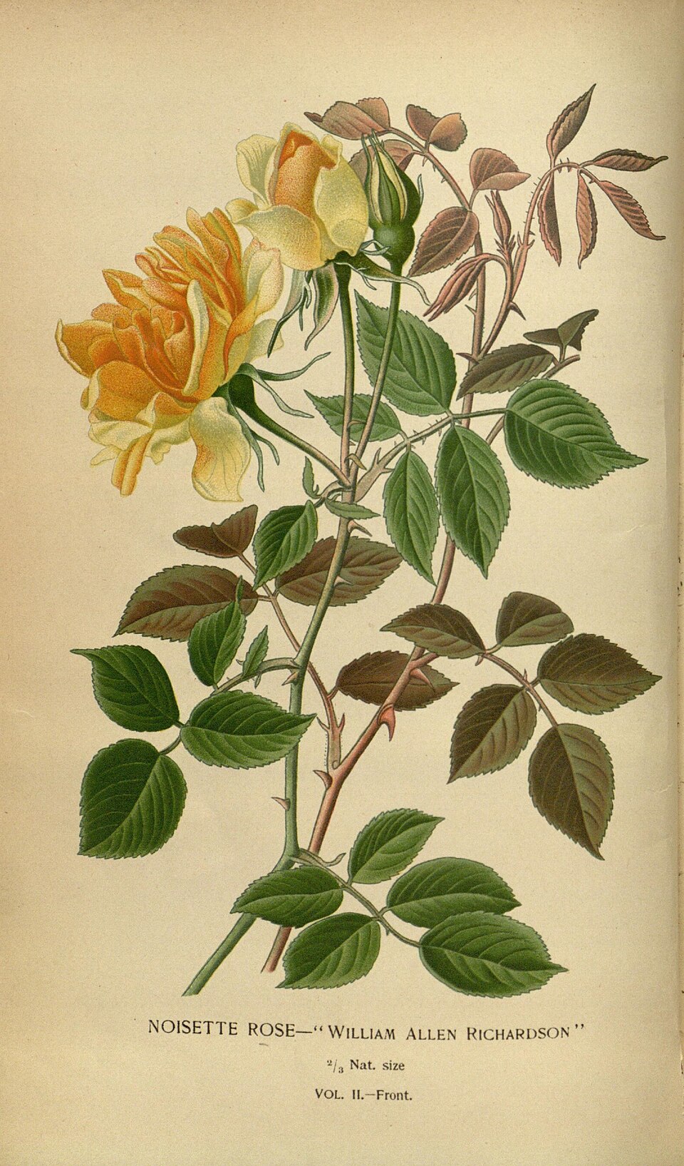 William Allen Richardson