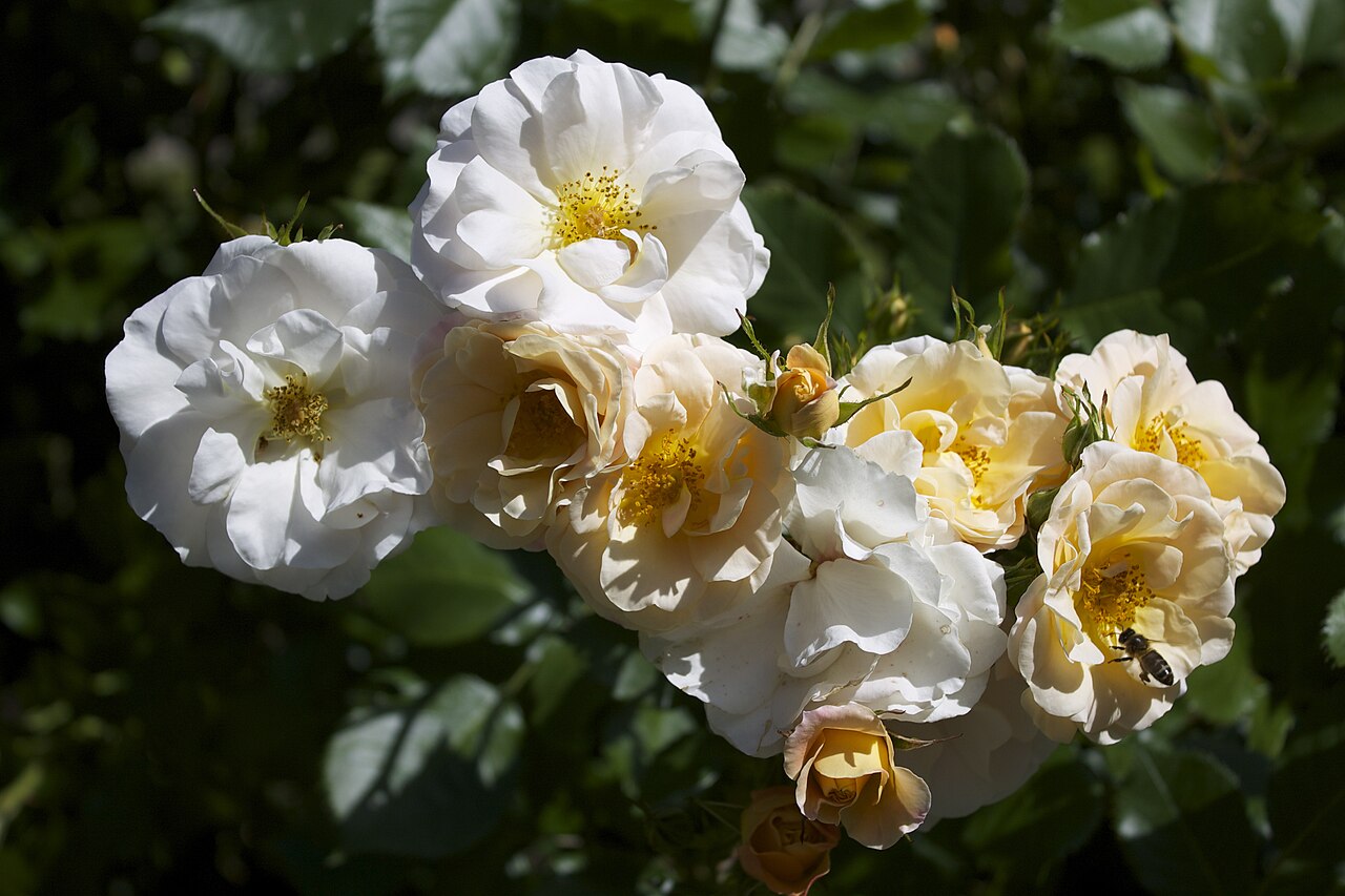 Pas de Deux
