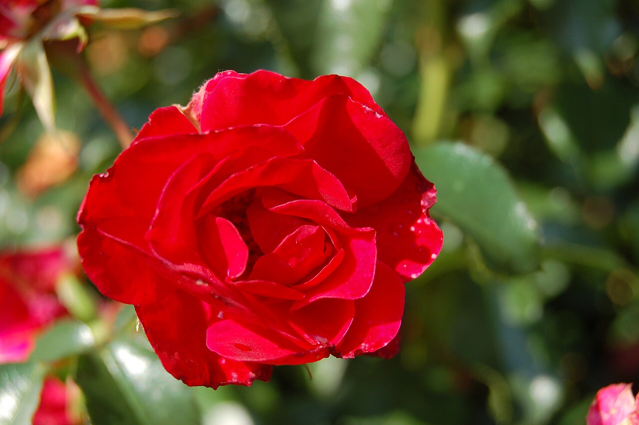 Ruby Vigorosa