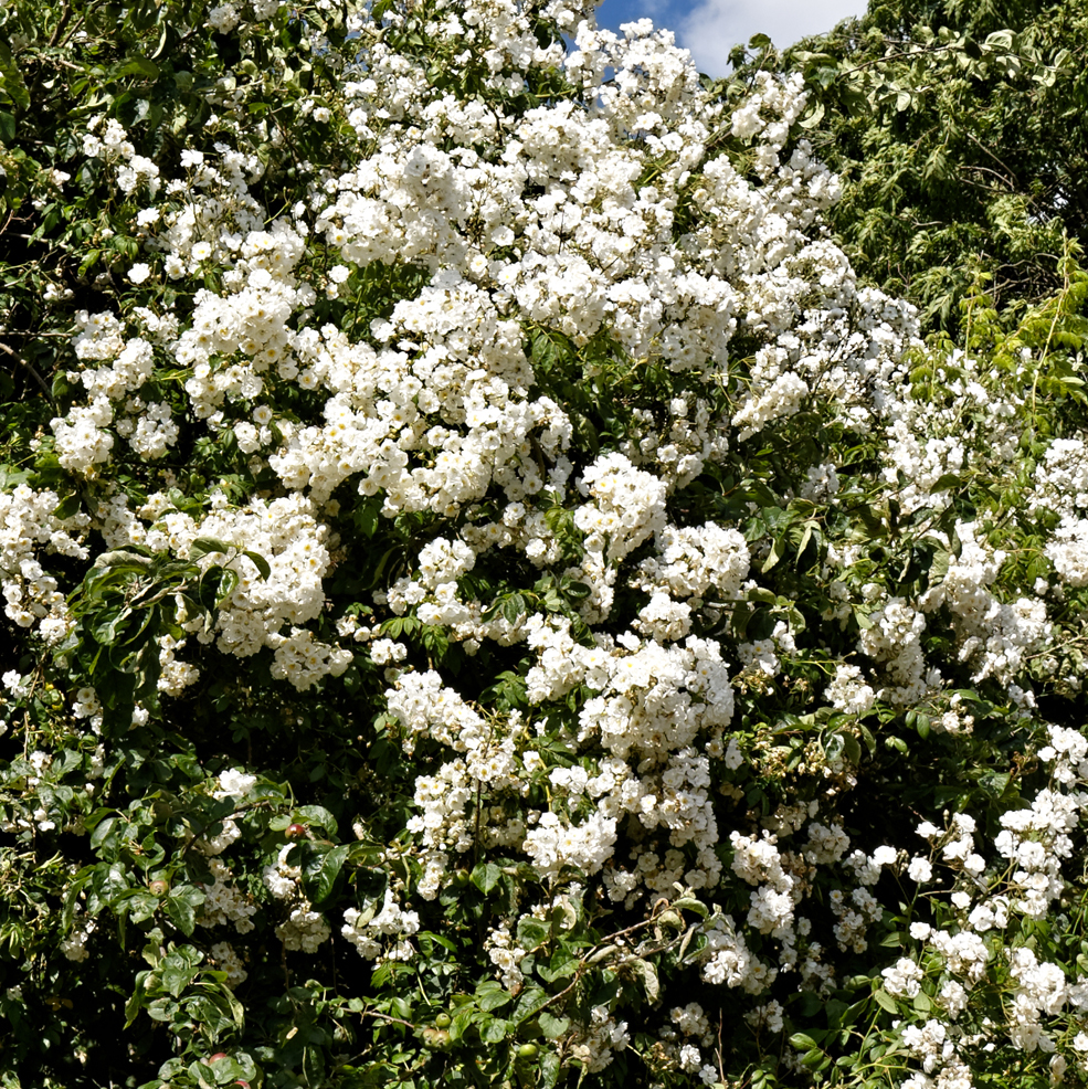 Rambling Rector