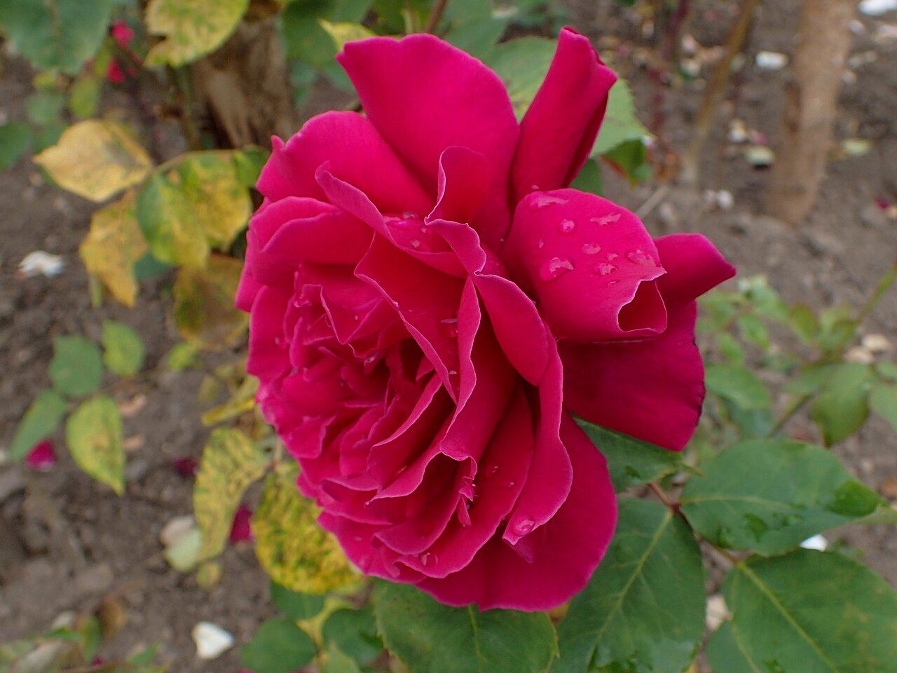 Countess of Stradbroke