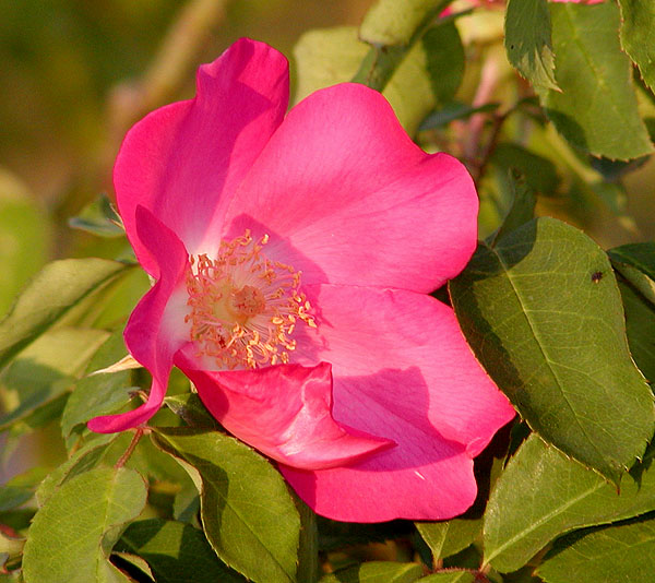 Schoener's Nutkana