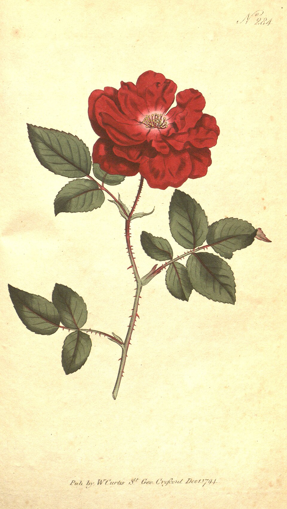 Rosa chinensis Jacq.