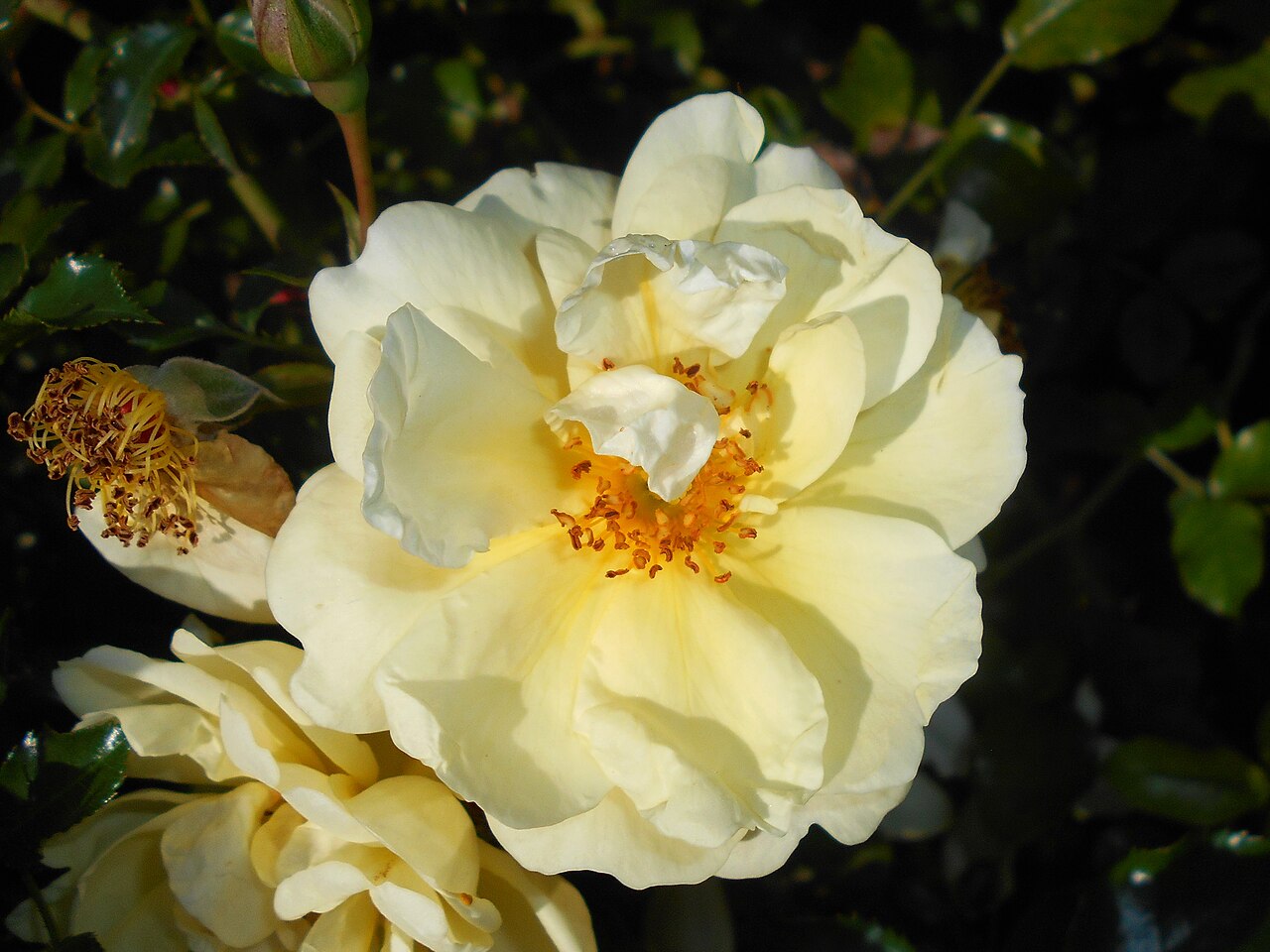 Sunny Rose