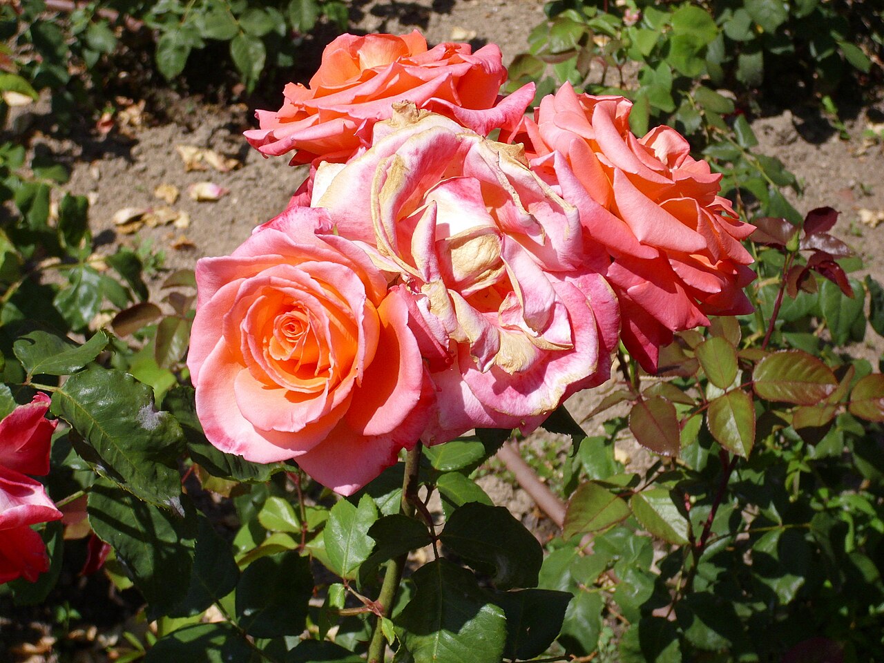 Floricel