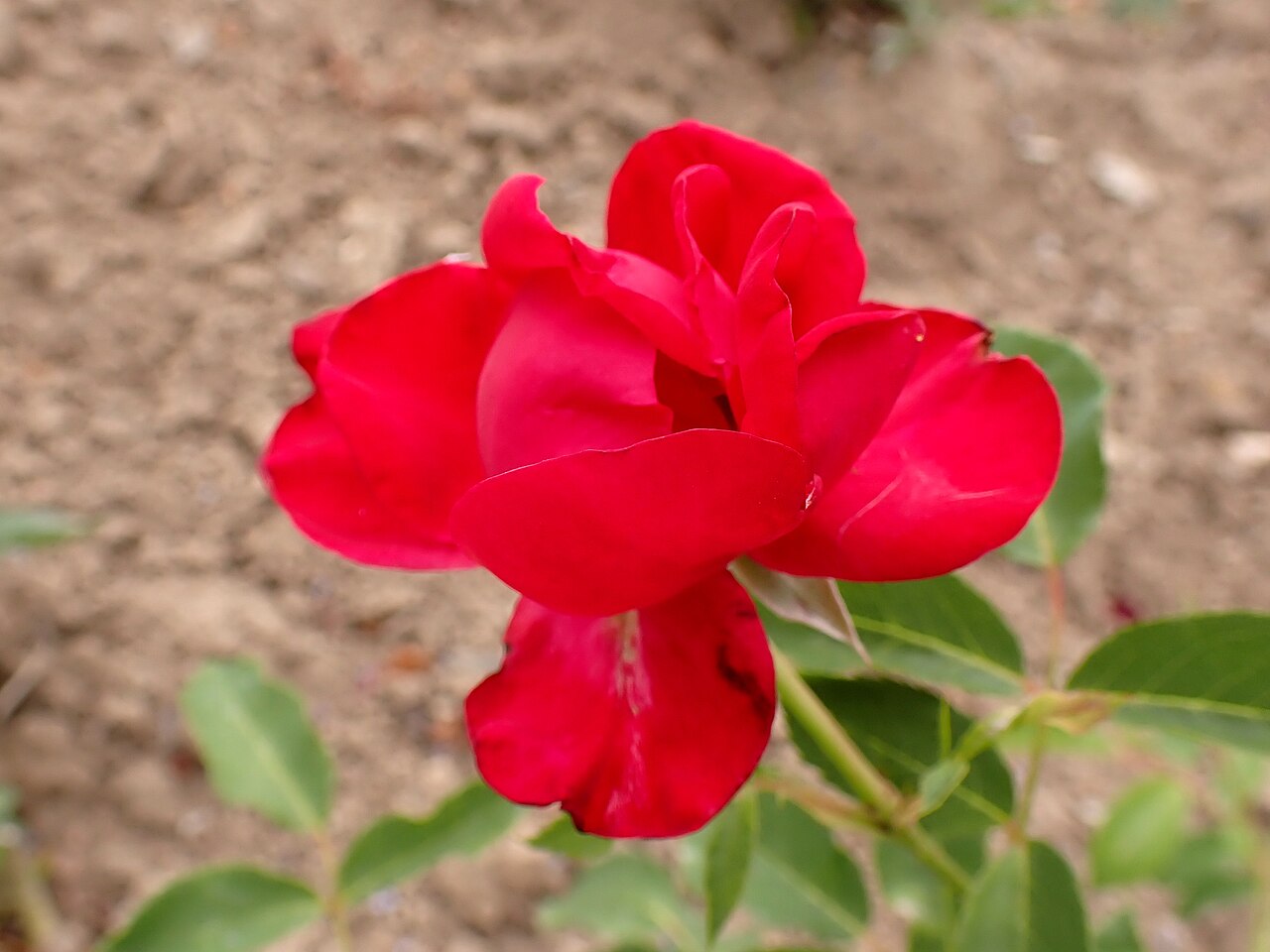 Bengale Rouge