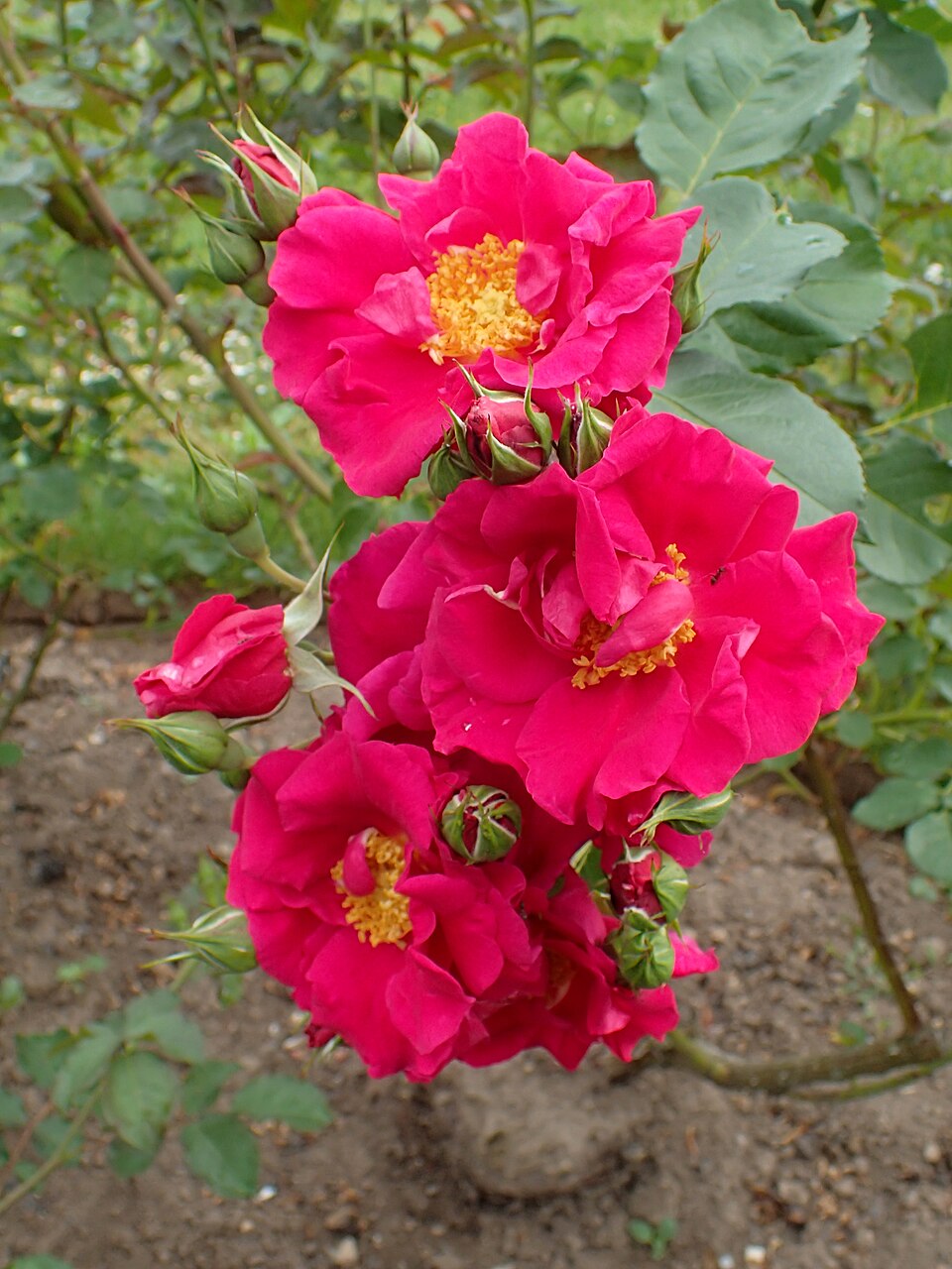 Rosenfest