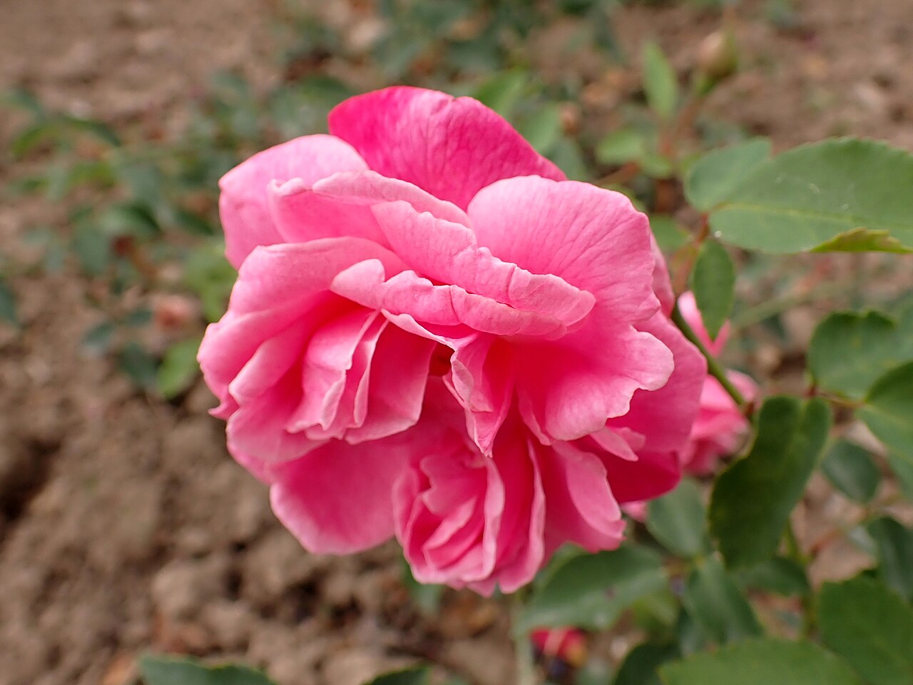 Santa Rosa