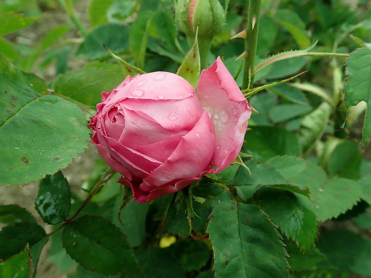 Souvenir de la Reine d'Angleterre