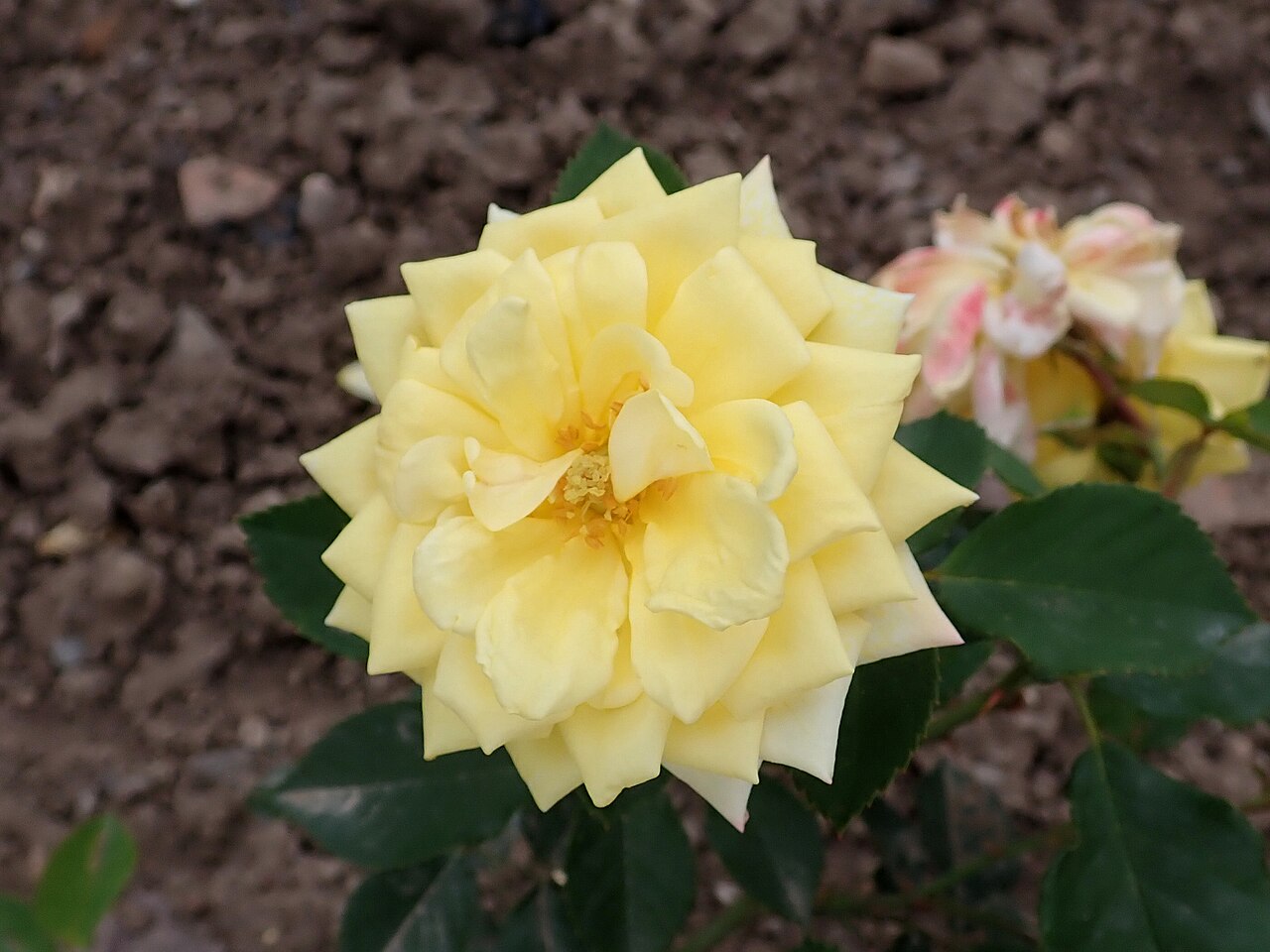 Yellow Hammer