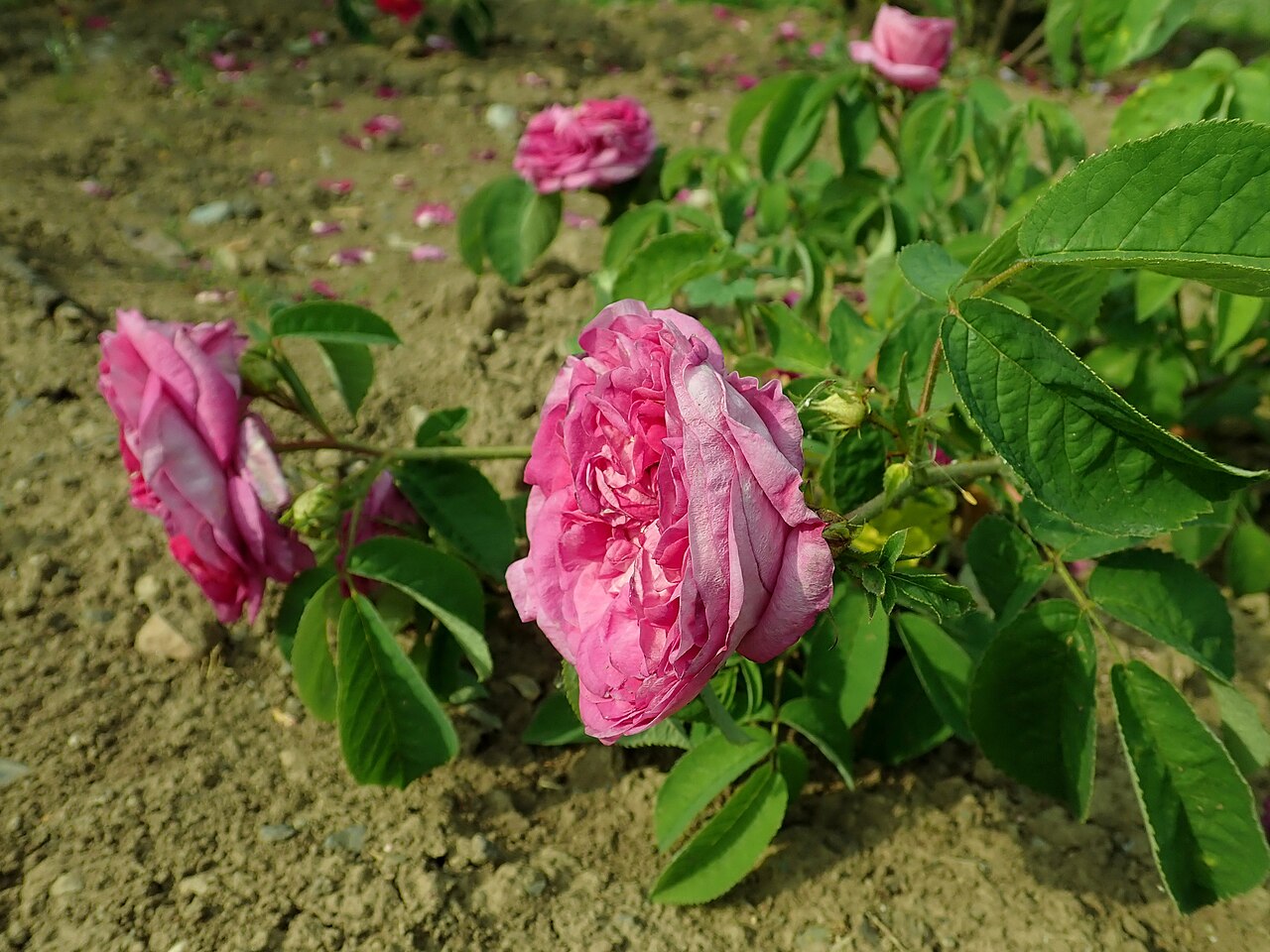 Belle de Yèbles