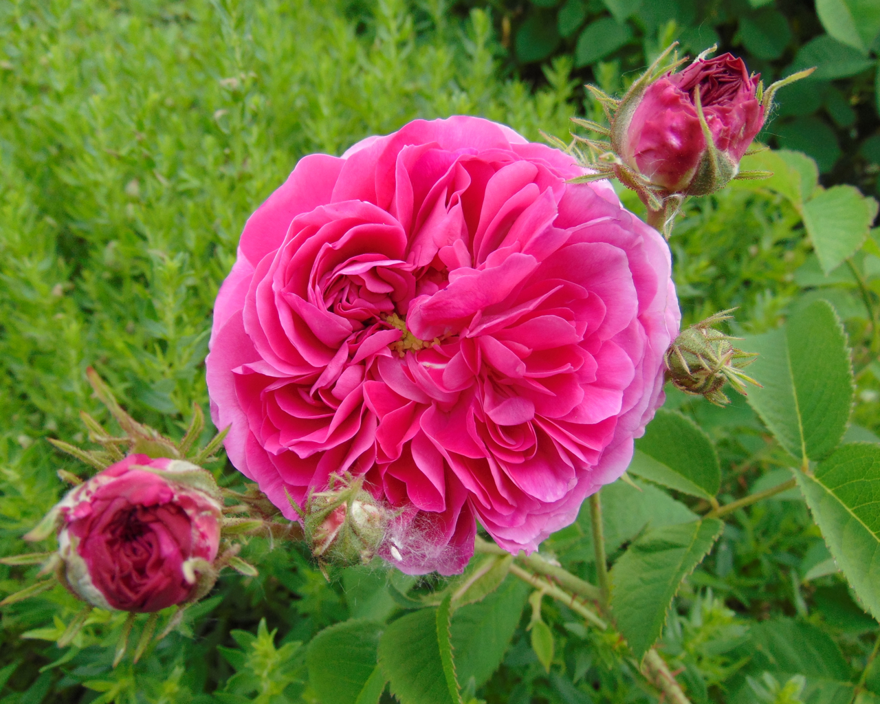Prolifera de Redouté