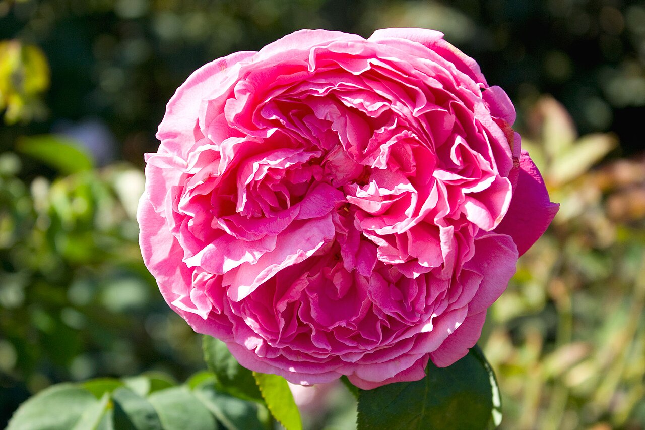 Sir Edward Elgar