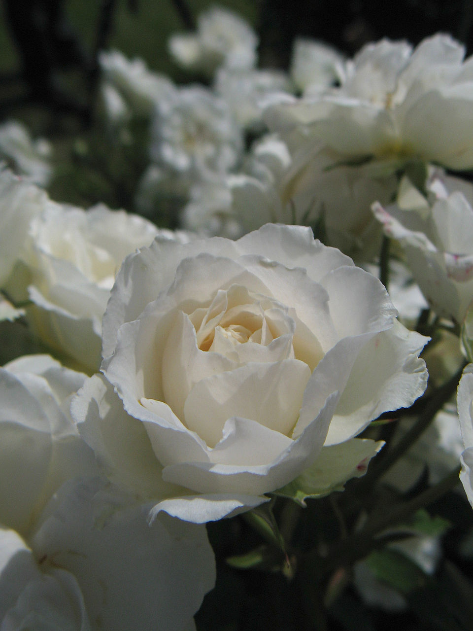 Princess of Wales