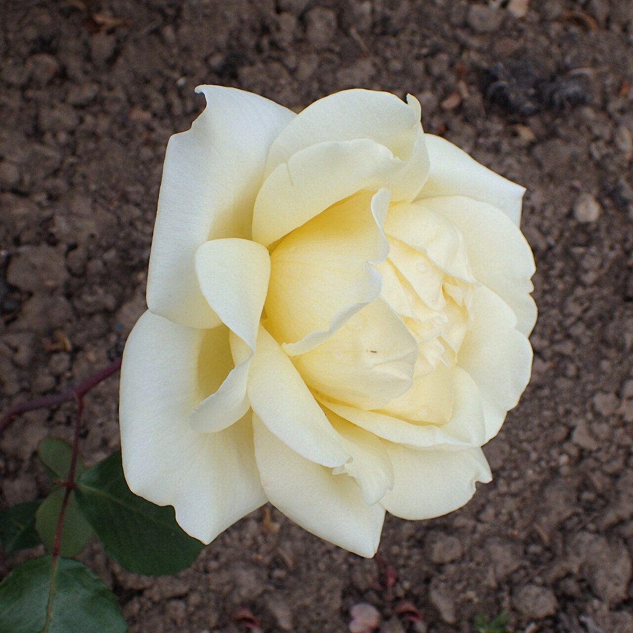 McGredy's Yellow