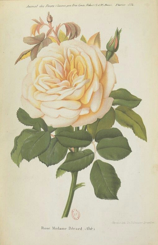 Madame Bérard