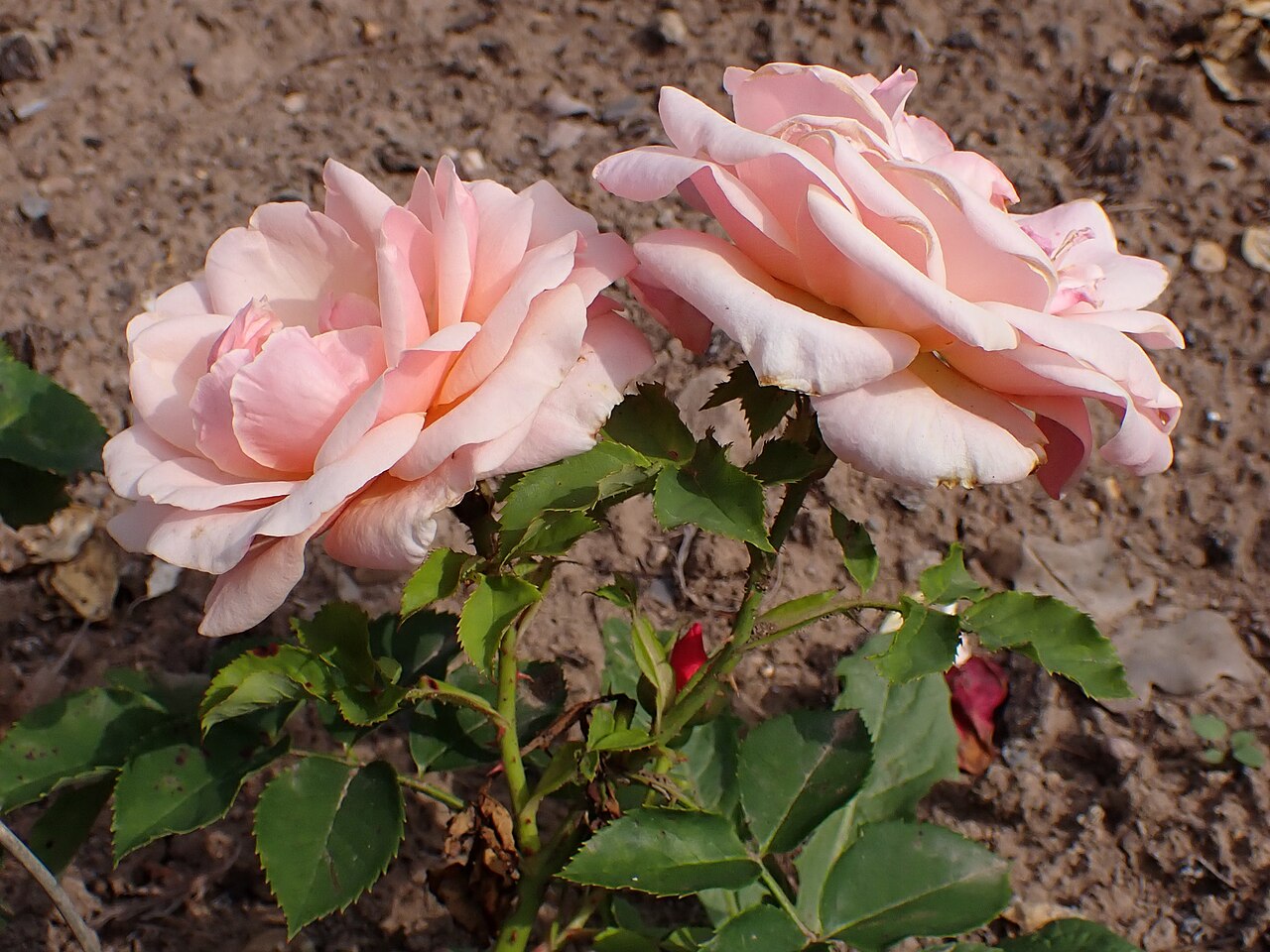 Ulrike