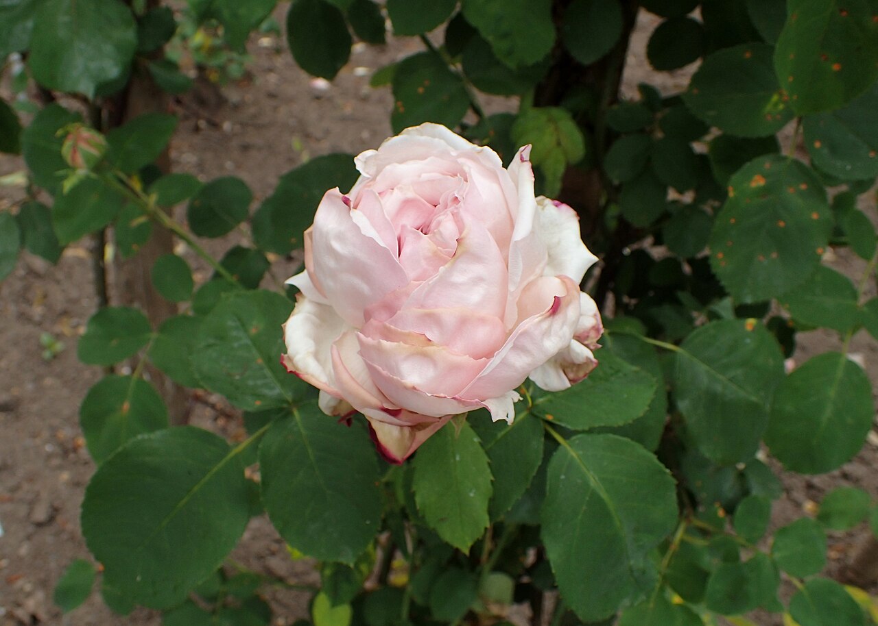 Arrillaga