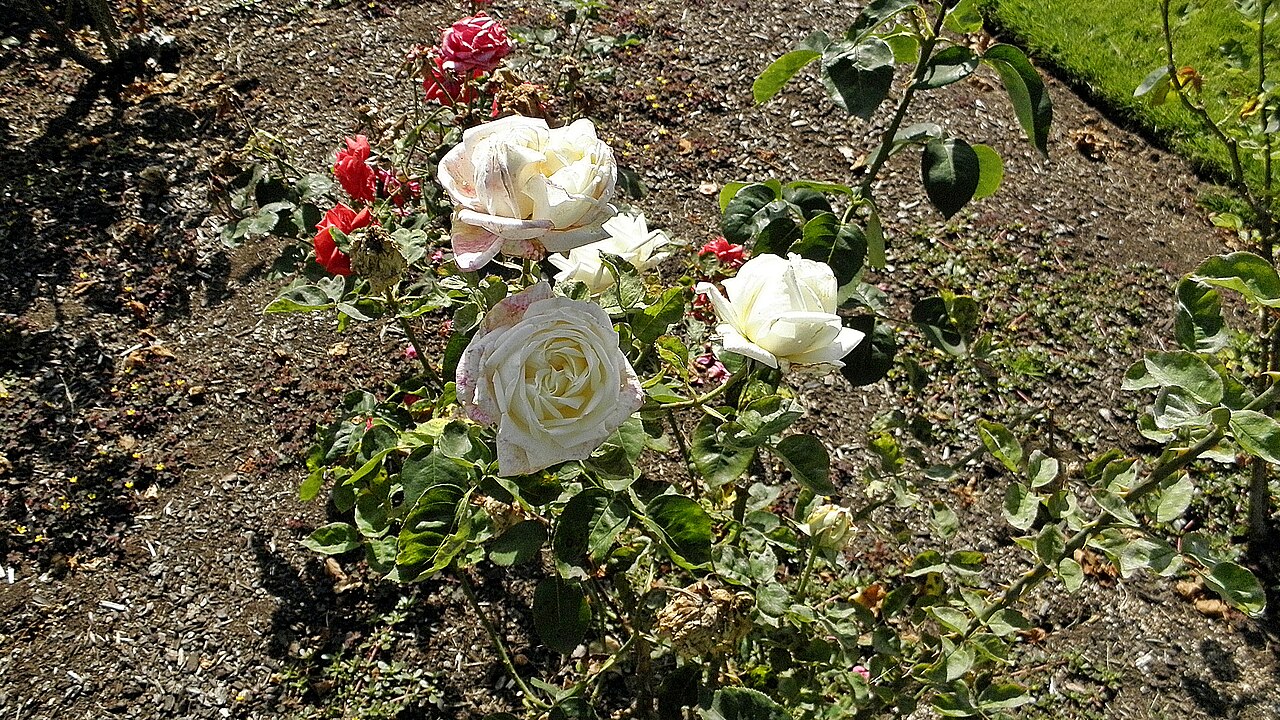 White Prince