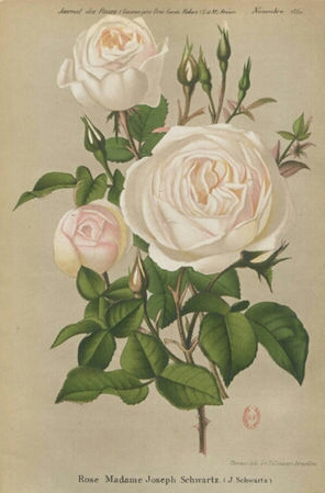 Madame Joseph Schwartz
