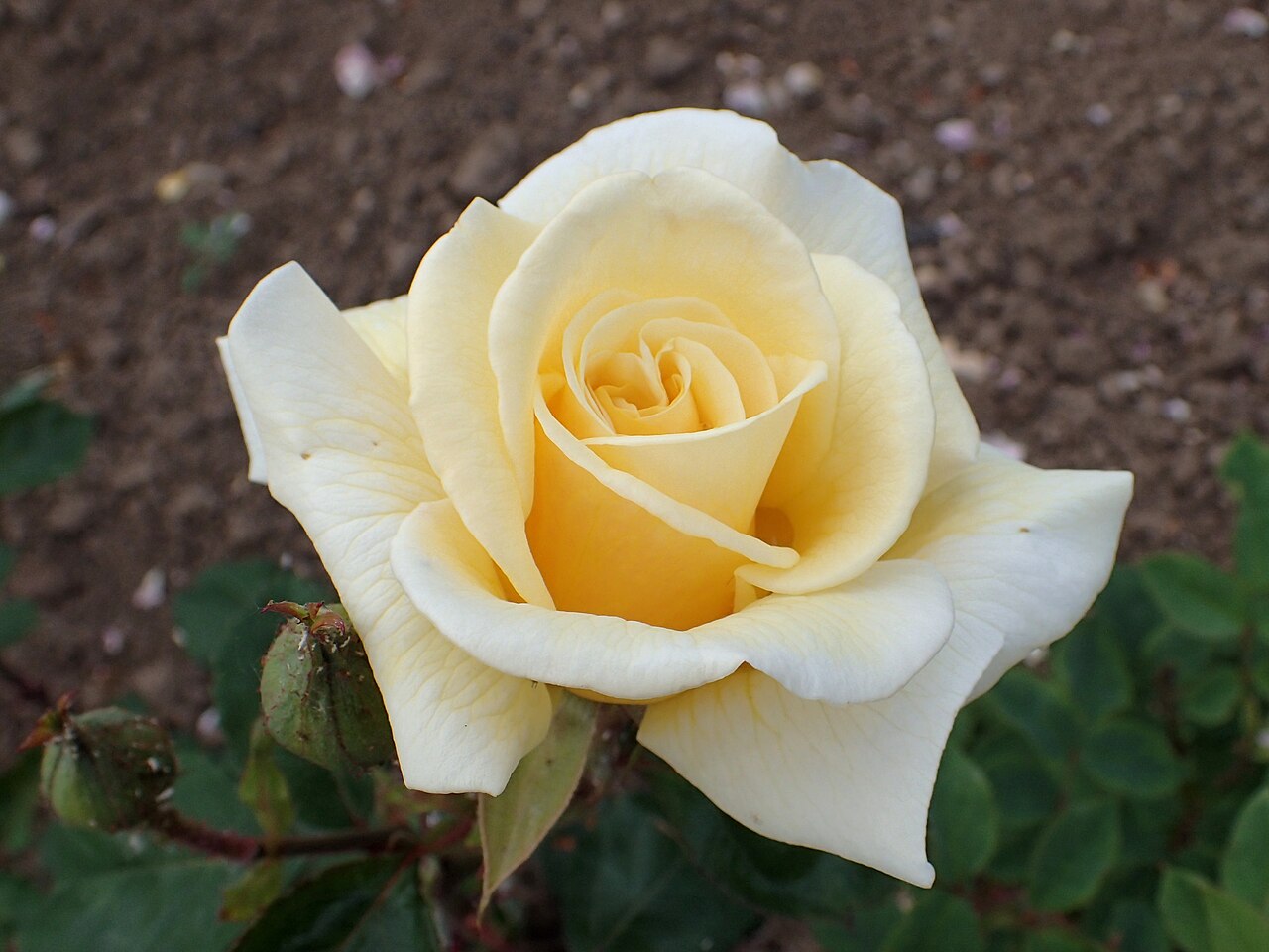 Mrs. Erskine Pembroke Thom