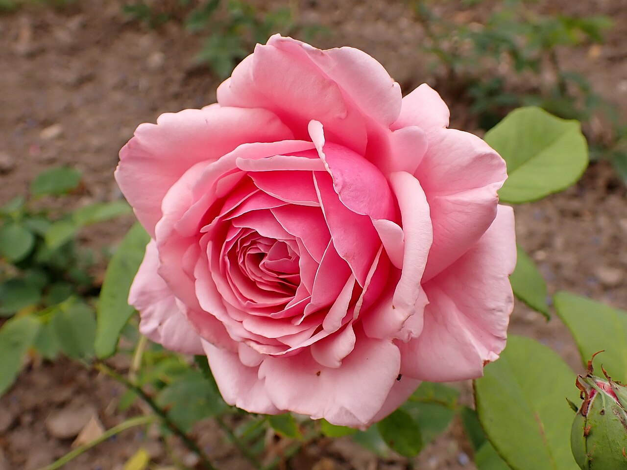 Lady Alice Stanley