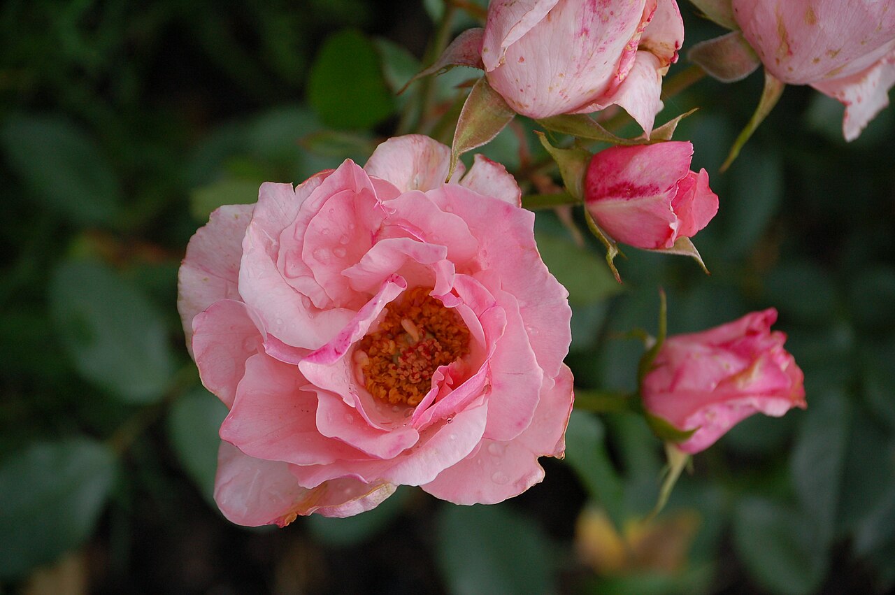 Pink Elizabeth Arden