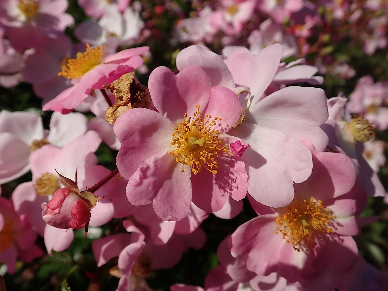 Pink Decumba