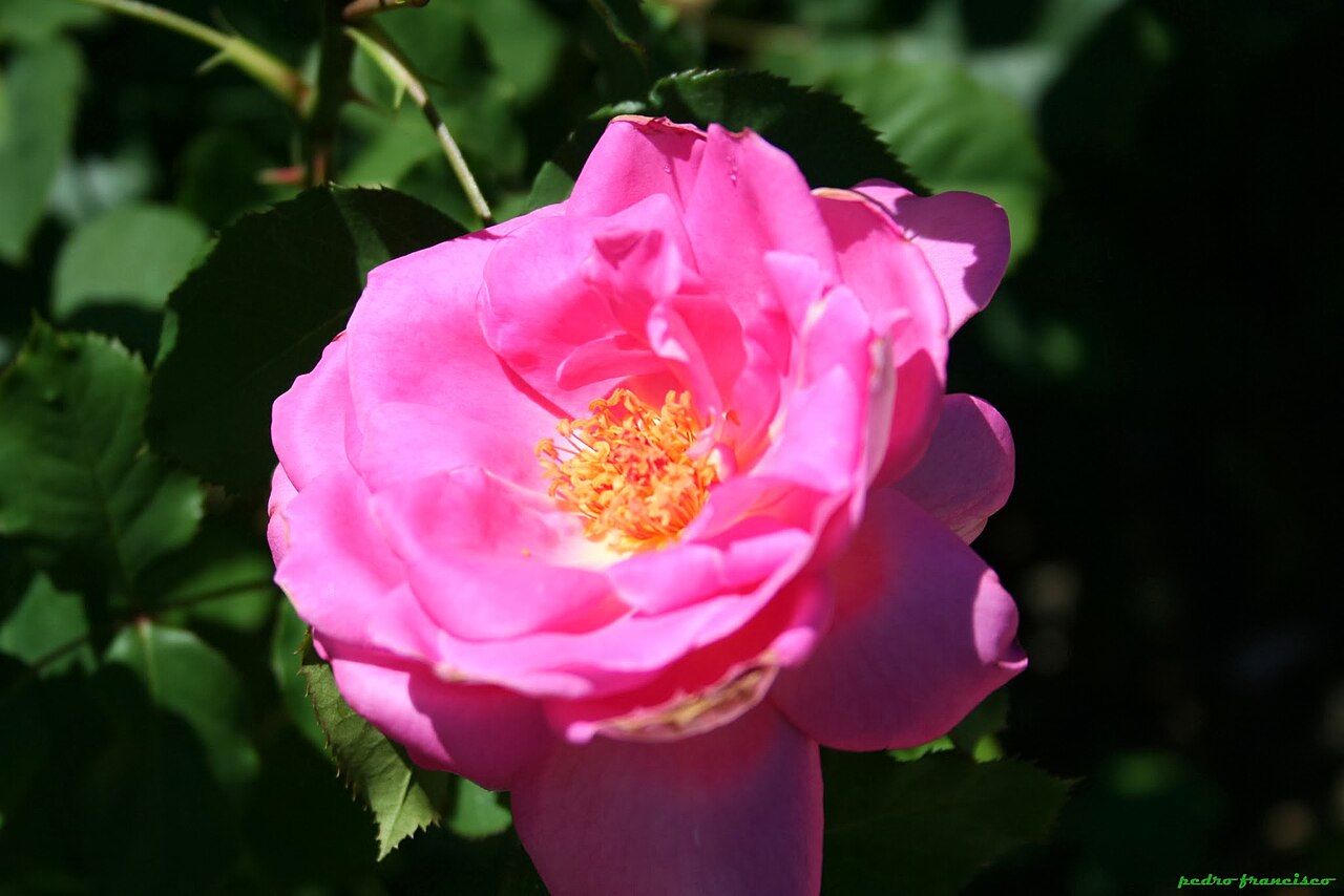 Adair Roche