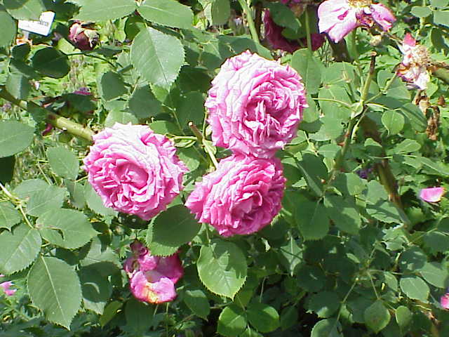 Madame Nobécourt