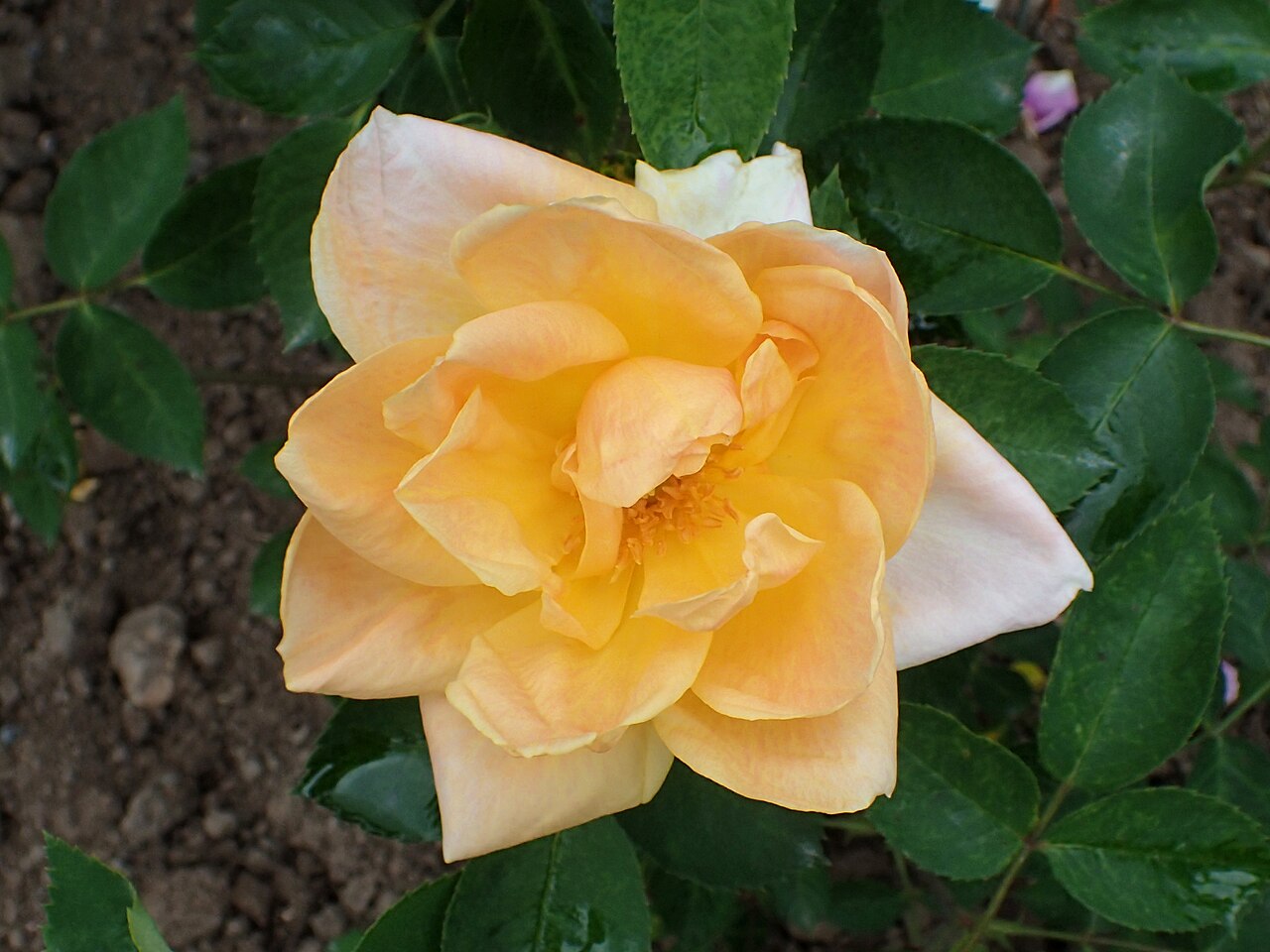Golden Orange Climber