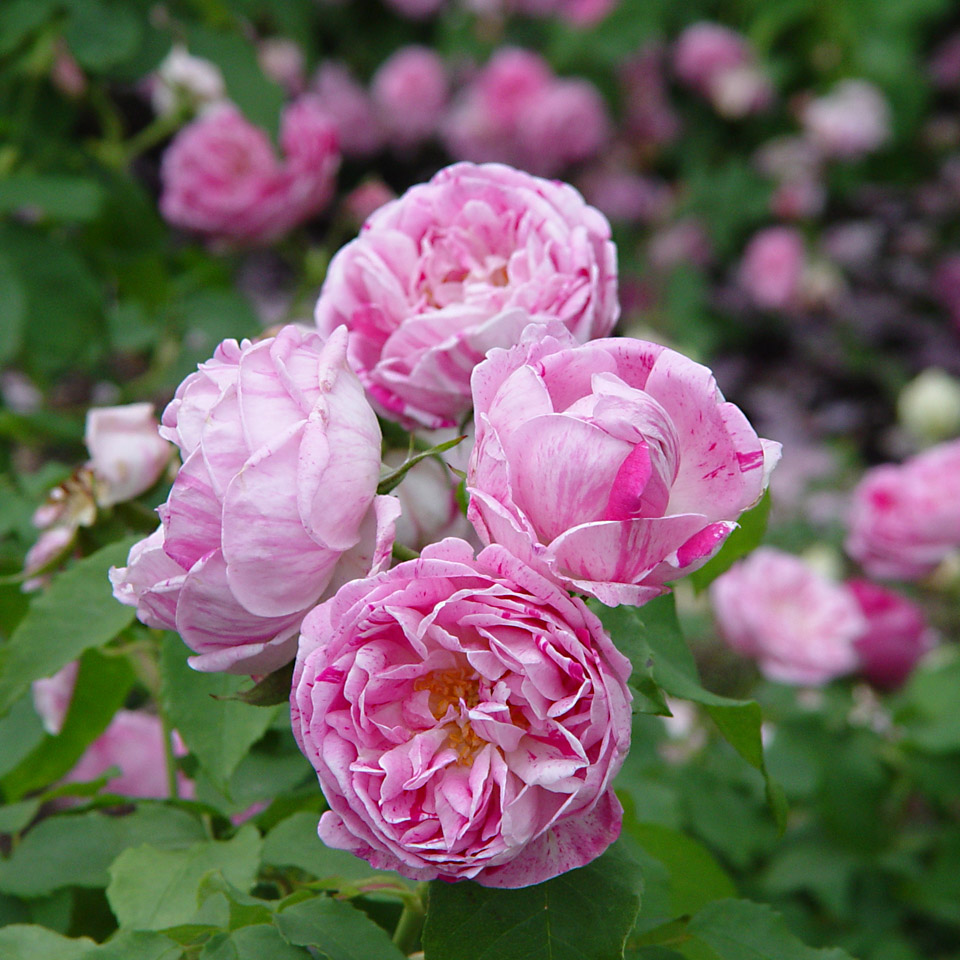 Honorine de Brabant