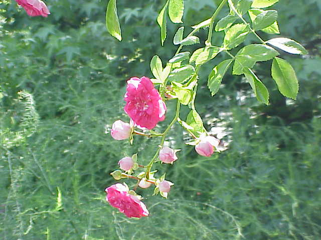 Paul Ploton rose